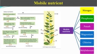 Mobile
nutrient
Nitrogen
Phosphorus
Potash
Magnesium
Chlorine
Molybdenum
 