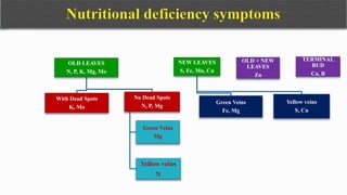 OLD LEAVES
N, P, K, Mg, Mo
With Dead Spots
K, Mo
No Dead Spots
N, P, Mg
Green Veins
Mg
Yellow veins
N
NEW LEAVES
S, Fe, Mn, Cu
Green Veins
Fe, Mg
Yellow veins
S, Cu
OLD + NEW
LEAVES
Zn
TERMINAL
BUD
Ca, B
 