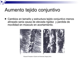 Aumento tejido conjuntivo Cambios en tamaño y estructura tejido conjuntivo menos alineado seria causa de elevada rigidez  y perdida de movilidad en músculo en acortamiento. Physical Therapies in Sports and Exercise( Gregory Kolt ) 