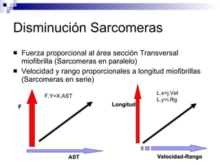 Disminución Sarcomeras Fuerza proporcional al área sección Transversal miofibrilla (Sarcomeras en paralelo) Velocidad y rango proporcionales a longitud miofibrillas (Sarcomeras en serie) F AST F.Y=X.AST Longitud Velocidad-Rango L.x=j.Vel L.y=i.Rg 