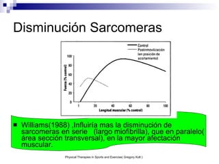Disminución Sarcomeras Williams(1988) ,Influiría mas la disminución de sarcomeras en serie  (largo miofibrilla), que en paralelo( área sección transversal), en la mayor afectación muscular. Physical Therapies in Sports and Exercise( Gregory Kolt ) 