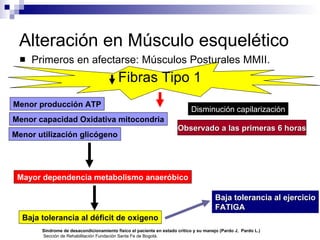 Alteración en Músculo esquelético Primeros en afectarse: Músculos Posturales MMII. Fibras Tipo 1 Menor capacidad Oxidativa mitocondria Baja tolerancia al déficit de oxigeno Mayor dependencia metabolismo anaeróbico Menor producción ATP Menor utilización glicógeno Baja tolerancia al ejercicio FATIGA Observado a las primeras 6 horas Síndrome de desacondicionamiento físico el paciente en estado crítico y su manejo (Pardo J,  Pardo L.)  Sección de Rehabilitación Fundación Santa Fe de Bogotá. Disminución capilarización 