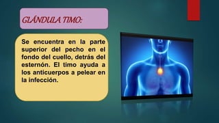GLÁNDULATIMO:
Se encuentra en la parte
superior del pecho en el
fondo del cuello, detrás del
esternón. El timo ayuda a
los anticuerpos a pelear en
la infección.
 