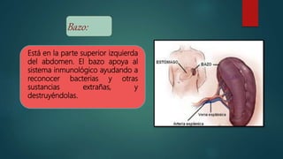 Bazo:
Está en la parte superior izquierda
del abdomen. El bazo apoya al
sistema inmunológico ayudando a
reconocer bacterias y otras
sustancias extrañas, y
destruyéndolas.
 