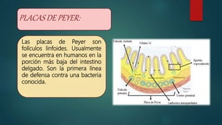 PLACAS DE PEYER:
Las placas de Peyer son
folículos linfoides. Usualmente
se encuentra en humanos en la
porción más baja del intestino
delgado. Son la primera línea
de defensa contra una bacteria
conocida.
 
