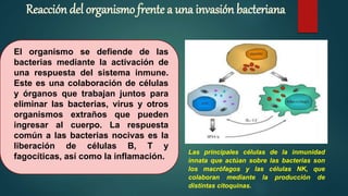 Reacción del organismo frente a una invasión bacteriana
El organismo se defiende de las
bacterias mediante la activación de
una respuesta del sistema inmune.
Este es una colaboración de células
y órganos que trabajan juntos para
eliminar las bacterias, virus y otros
organismos extraños que pueden
ingresar al cuerpo. La respuesta
común a las bacterias nocivas es la
liberación de células B, T y
fagocíticas, así como la inflamación.
Las principales células de la inmunidad
innata que actúan sobre las bacterias son
los macrófagos y las células NK, que
colaboran mediante la producción de
distintas citoquinas.
 
