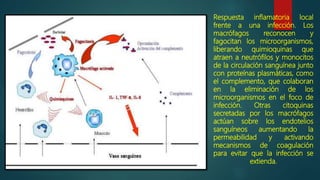 Respuesta inflamatoria local
frente a una infección. Los
macrófagos reconocen y
fagocitan los microorganismos,
liberando quimioquinas que
atraen a neutrófilos y monocitos
de la circulación sanguínea junto
con proteínas plasmáticas, como
el complemento, que colaboran
en la eliminación de los
microorganismos en el foco de
infección. Otras citoquinas
secretadas por los macrófagos
actúan sobre los endotelios
sanguíneos aumentando la
permeabilidad y activando
mecanismos de coagulación
para evitar que la infección se
extienda.
 