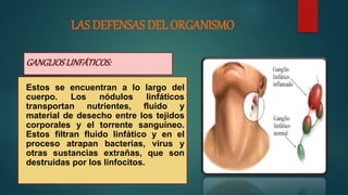 LAS DEFENSAS DEL ORGANISMO
GANGLIOSLINFÁTICOS:
Estos se encuentran a lo largo del
cuerpo. Los nódulos linfáticos
transportan nutrientes, fluido y
material de desecho entre los tejidos
corporales y el torrente sanguíneo.
Estos filtran fluido linfático y en el
proceso atrapan bacterias, virus y
otras sustancias extrañas, que son
destruidas por los linfocitos.
 