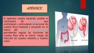APÉNDICE:
El apéndice estaría haciendo posible el
crecimiento de microbios que
controlarían y estimularían el accionar de
nuestra flora intestinal y actuando en el
marco del sistema inmunológico,
permitiendo regular las funciones de
nuestra flora ante el menor riesgo de
infección en nuestro intestino y nuestro
colon.
 