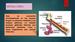 MÉDULA ÓSEA:
Esta se encuentra
principalmente en los huesos
largos, la columna vertebral y los
huesos pélvicos. La médula
produce glóbulos blancos que
destruyen bacterias, virus y
otros organismos que causan
infección.
 