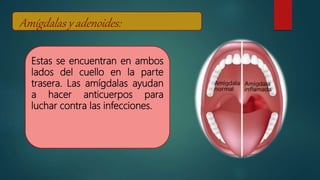 Amígdalas y adenoides:
Estas se encuentran en ambos
lados del cuello en la parte
trasera. Las amígdalas ayudan
a hacer anticuerpos para
luchar contra las infecciones.
 