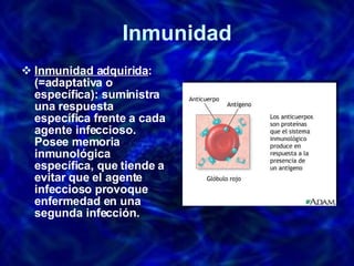 Inmunidad Inmunidad adquirida : (=adaptativa o específica): suministra una respuesta específica frente a cada agente infeccioso. Posee memoria inmunológica específica, que tiende a evitar que el agente infeccioso provoque enfermedad en una segunda infección.  