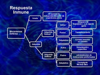 Respuesta Inmune Mecanismos Defensa Innata Al nacimiento independientemente de experiencia previa Adquirida Adquirida Natural  Activa Adaptativa Pasiva Activa Adaptativa Pasiva Después de  Exposición  a un agente  ajeno Transplacentaria Células inmunes en calostro Adquirida Artificial Inmunización específica  administracion de  Anticuerpos preformados  Transplante Médula Ósea  
