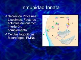 Inmunidad Innata Secreción Proteínas: Lisosimas, Factores solubles del cuerpo: interferón, complemento. Células fagocíticas: Macrófagos, PMNs,  
