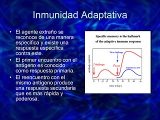 Inmunidad Adaptativa El agente extraño se reconoce de una manera específica y existe una respuesta específica contra este. El primer encuentro con el antígeno es conocido como respuesta primaria. El reencuentro con el mismo antígeno produce una respuesta secundaria que es más rápida y poderosa. 