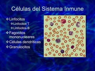 Células del Sistema Inmune Linfocitos Linfocitos T Linfocitos B Fagocitos mononucleares Células dendríticas Granulocitos 