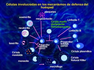 Células involucradas en los mecanismos de defensa del huésped Célula Natural Killer plaquetas  megacariocito  eosinófilo neutrófilo  basófilo Célula mastoide  Progenitor mieloide común monocito  macrofago  Célula plasmática  Linfocito B Linfocito T Progenitor linfoide común  Célula madre  pluripotente  Hematopoyética 