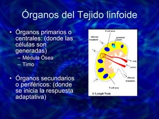 Órganos del Tejido linfoide Órganos primarios o centrales: (donde las células son generadas) Médula Ósea Timo  Órganos secundarios o periféricos: (donde se inicia la respuesta adaptativa) 