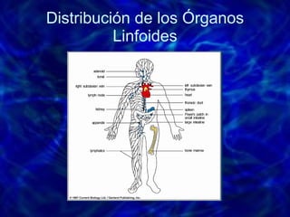 Distribución de los Órganos Linfoides 