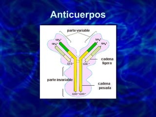 Anticuerpos 