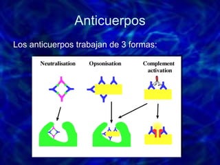 Anticuerpos Los anticuerpos trabajan de 3 formas: 