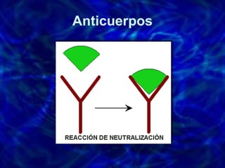 Anticuerpos 