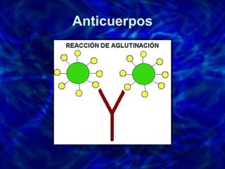 Anticuerpos 