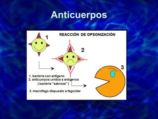 Anticuerpos 