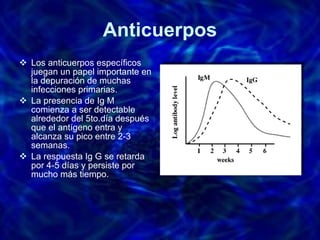 Anticuerpos Los anticuerpos específicos juegan un papel importante en la depuración de muchas infecciones primarias.  La presencia de Ig M comienza a ser detectable alrededor del 5to.día después que el antígeno entra y alcanza su pico entre 2-3 semanas. La respuesta Ig G se retarda por 4-5 días y persiste por mucho más tiempo. 