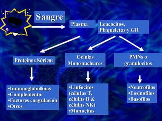 Sangre Plasma Leucocitos, Plaqueletas y GR Proteinas Séricas Células Mononucleares PMNs o granulocitos Inmunoglobulinas Complemento Factores coagulación Otros Neutrofilos Eosinofilos Basofilos Linfocitos (células T, células B & células NK) Monocitos 