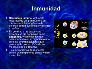 Inmunidad Respuesta inmune : Actuación integrada de un gran número de mecanismos heterogéneos de defensa contra sustancias y agentes extraños. En general, a las sustancias extrañas se las denomina como  antígenos , y son ellos los que desencadenan en el organismo una serie de eventos celulares que provocan la producción\n de los mecanismos de defensa.  Los mecanismos de respuesta tienen un componente celular y otro molecular. 