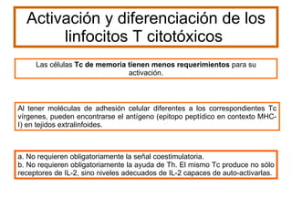 Activación y diferenciación de los linfocitos T citotóxicos  a. No requieren obligatoriamente la señal coestimulatoria.  b. No requieren obligatoriamente la ayuda de Th. El mismo Tc produce no sólo receptores de IL-2, sino niveles adecuados de IL-2 capaces de auto-activarlas.  Las células  Tc de memoria tienen menos requerimientos  para su activación. Al tener moléculas de adhesión celular diferentes a los correspondientes Tc vírgenes, pueden encontrarse el antígeno (epitopo peptídico en contexto MHC-I) en tejidos extralinfoides. 