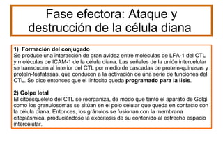 Fase efectora: Ataque y destrucción de la célula diana  1)  Formación del conjugado Se produce una interacción de gran avidez entre moléculas de LFA-1 del CTL y moléculas de ICAM-1 de la célula diana. Las señales de la unión intercelular se transducen al interior del CTL por medio de cascadas de proteín-quinasas y proteín-fosfatasas, que conducen a la activación de una serie de funciones del CTL. Se dice entonces que el linfocito queda  programado para la lisis . 2) Golpe letal El citoesqueleto del CTL se reorganiza, de modo que tanto el aparato de Golgi como los granulosomas se sitúan en el polo celular que queda en contacto con la célula diana. Entonces, los gránulos se fusionan con la membrana citoplásmica, produciéndose la exocitosis de su contenido al estrecho espacio intercelular. 