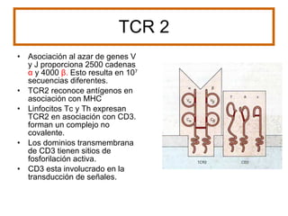 TCR 2 Asociación al azar de genes V y J proporciona 2500 cadenas  α   y 4000  β .  Esto resulta en 10 7  secuencias diferentes. TCR2 reconoce antígenos en asociación con MHC Linfocitos Tc y Th expresan TCR2 en asociación con CD3. forman un complejo no covalente. Los dominios transmembrana de CD3 tienen sitios de fosforilación activa. CD3 esta involucrado en la transducción de señales. 