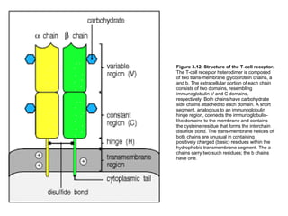 Figure 3.12. Structure of the T-cell receptor.  The T-cell receptor heterodimer is composed of two trans-membrane glycoprotein chains, a and b. The extracellular portion of each chain consists of two domains, resembling immunoglobulin V and C domains, respectively. Both chains have carbohydrate side chains attached to each domain. A short segment, analogous to an immunoglobulin hinge region, connects the immunoglobulin-like domains to the membrane and contains the cysteine residue that forms the interchain disulfide bond. The trans-membrane helices of both chains are unusual in containing positively charged (basic) residues within the hydrophobic transmembrane segment. The a chains carry two such residues; the b chains have one.  