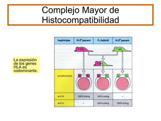 Complejo Mayor de Histocompatibilidad La expresión de los genes HLA es codominante. 