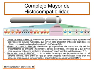 Complejo Mayor de Histocompatibilidad  2 microglobulina= Cromosoma 15 1.  Genes de clase I (MHC-I):  determinan glucoproteínas de membrana que aparecen en casi todas las células nucleadas, que sirven para presentar antígenos peptídicos de células propias alteradas a los linfocitos T citotóxicos (TC).  2.  Genes de clase II (MHC-II):  determinan glucoproteínas de membrana de células presentadoras de antígeno (macrófagos, células dendríticas, linfocitos B), y que sirven para presentar antígenos peptídicos a linfocitos T coadyuvantes (colaboradores; TH).  3.  Genes de clase III (MHC-III):  no todos ellos tienen que ver (aparentemente) con el sistema inmune, pero entre los que sí tienen papeles inmunológicos cabe citar los genes de proteínas del complemento, y el del factor de necrosis tumoral (TNF).  