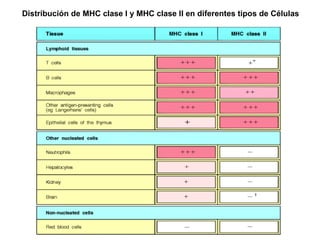 Distribución de MHC clase I y MHC clase II en diferentes tipos de Células 