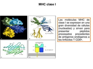 MHC clase I Las moléculas MHC de clase I se expresan en una gran diversidad de células (nucleadas) y sirven para presentar péptidos procesados procedentes de antígenos endógenos a los linfocitos T CD8+. 