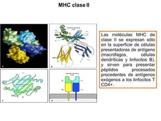 MHC clase II Las moléculas MHC de clase II se expresan sólo en la superficie de células presentadoras de antígeno (macrófagos, células dendríticas y linfocitos B), y sirven para presentar péptidos procesados procedentes de antígenos exógenos a los linfocitos T CD4+. 