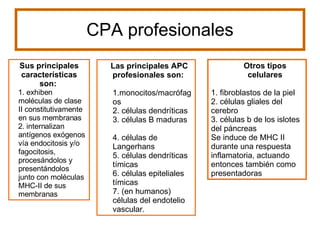 CPA profesionales Otros tipos celulares 1. fibroblastos de la piel  2. células gliales del cerebro  3. células b de los islotes del páncreas  Se induce de MHC II durante una respuesta inflamatoria, actuando entonces también como presentadoras Sus principales características son:   1. exhiben moléculas de clase II constitutivamente en sus membranas  2. internalizan antígenos exógenos vía endocitosis y/o fagocitosis, procesándolos y presentándolos junto con moléculas MHC-II de sus membranas  Las principales APC profesionales son:   1.monocitos/macrófagos  2. células dendríticas  3. células B maduras 4. células de Langerhans  5. células dendríticas tímicas  6. células epiteliales tímicas  7. (en humanos) células del endotelio vascular. 