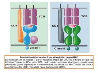 Restricción de las células T por el haplotipo propio MHC La restricción de las células T por el haplotipo propio del MHC es el hecho de que los linfocitos T (sean los CD4+ o los CD8+) sólo pueden reconocer al antígeno cuando viene presentado (como péptidos) en la membrana de una célula con MHC propio (de clase II para los linfocitos CD4+, y de clase I para los linfocitos CD8+). 