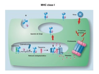 MHC clase I 