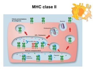MHC clase II 