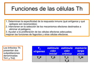 Funciones de las células Th 1. Determinan la especificidad de la respuesta inmune (qué antígenos y qué epitopos son reconocidos);  2. Intervienen en la selección de los mecanismos efectores destinados a eliminar al patógeno;  3. Ayudan a la proliferación de las células efectoras adecuadas;  mejoran las funciones de fagocitos y otras células efectoras.  Los linfocitos Th presentan dos subpoblaciones denominadas TH1 y TH2.      T H M T H 1  T H 2 T H 0 T H P memoria largo plazo estimulación crónica estimulación inicial T H  vírgenes 