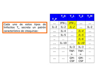 Cada uno de estos tipos de linfocitos T H  secreta un patrón característico de citoquinas: … GM-CSF GM-CSF ... ... … TNF-    TNF-    ... ... … IL-3 IL-3 … .. … . … IL-10 … . IL-10 … . … . IL-6 … … .. … . IL-5 ... IL-5 ... ... IL-4 … IL-4 ... IL-2 ... IL-2 IL-2 IL-2 ... ... IFN-    IFN-    ... T H M T H 2 T H 1 T H 0 T H P 