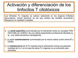 Activación y diferenciación de los linfocitos T citotóxicos  La  señal específica  suministrada por la interacción entre su complejo TCR-CD3-CD8 con el MHC-I de una célula presentadora profesional infectada (p. ej., una célula dendrítica interdigitante)  2. La señal  coestimulatoria  suministrada por la misma célula (unión entre B7 y CD28).  3. La  interleucina IL-2.  El Tc expresa tras la interacción inicial una pequeña cantidad de IL-2, en el caso de estos Tc vírgenes no es suficiente para activarlos.  Los linfocitos Tc vírgenes se activan solamente en los órganos linfoides secundarios, únicos entornos en los que reciben las señales necesarias. Requieren en realidad 3 señales: 
