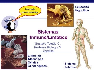 Leucocito
              Peleando
                                                   fagocítico
           con el enemigo




                    Sistemas
                 Inmune/Linfático
                     Gustavo Toledo C.
                     Profesor Biología Y
                          Ciencias
                Linfocitos
                Atacando a
                Células                    Sistema
SFC 4º M        Cancerígenas.              linfático   2007-2008
 