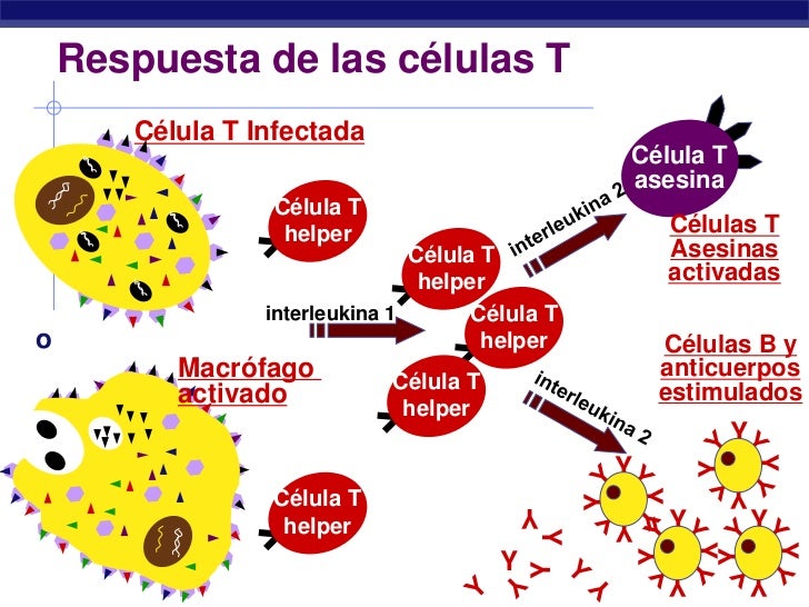 Células asesinas naturales que atacan a una célula cancerosa, ilustración Fotografía de stock