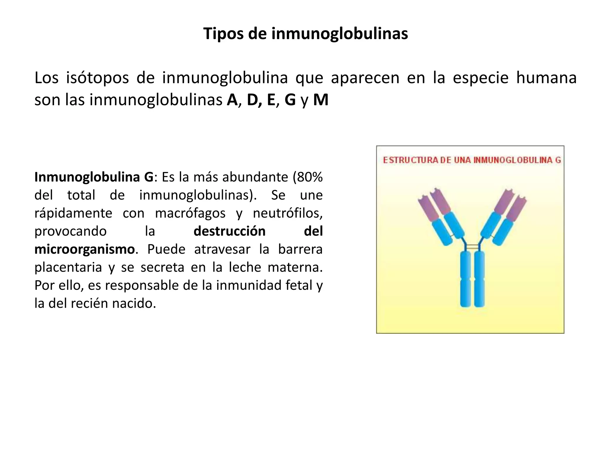 Tipos de inmunoglobulinas
Los isótopos de inmunoglobulina que aparecen en la especie humana
son las inmunoglobulinas A, D, E, G y M
Inmunoglobulina G: Es la más abundante (80%
del total de inmunoglobulinas). Se une
rápidamente con macrófagos y neutrófilos,
provocando la destrucción del
microorganismo. Puede atravesar la barrera
placentaria y se secreta en la leche materna.
Por ello, es responsable de la inmunidad fetal y
la del recién nacido.
 